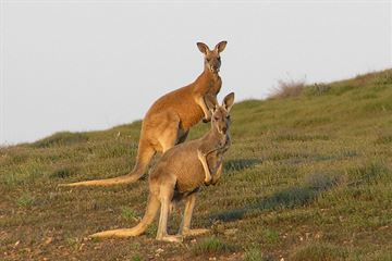 Kangaroo industry