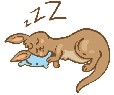 sleepy kangaroo